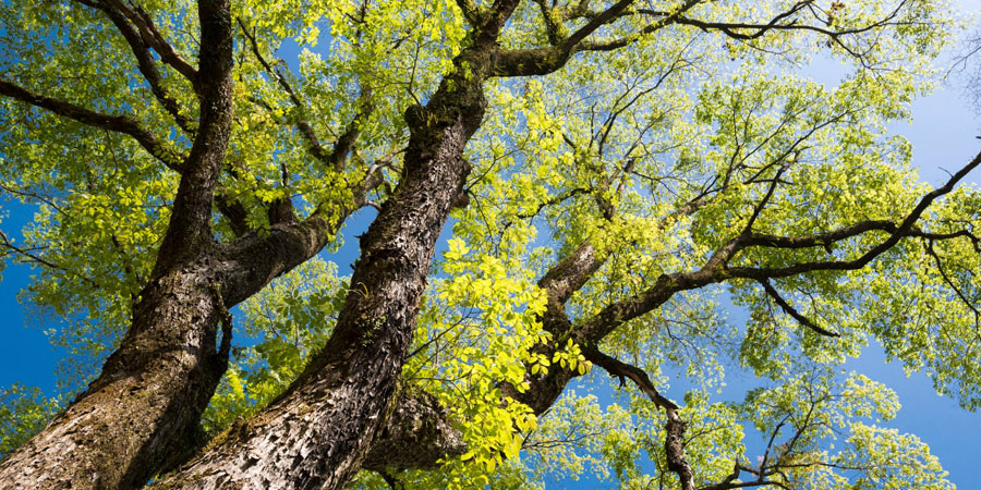 Testing your soil can help you have a better understanding of your trees' overall wellbeing.